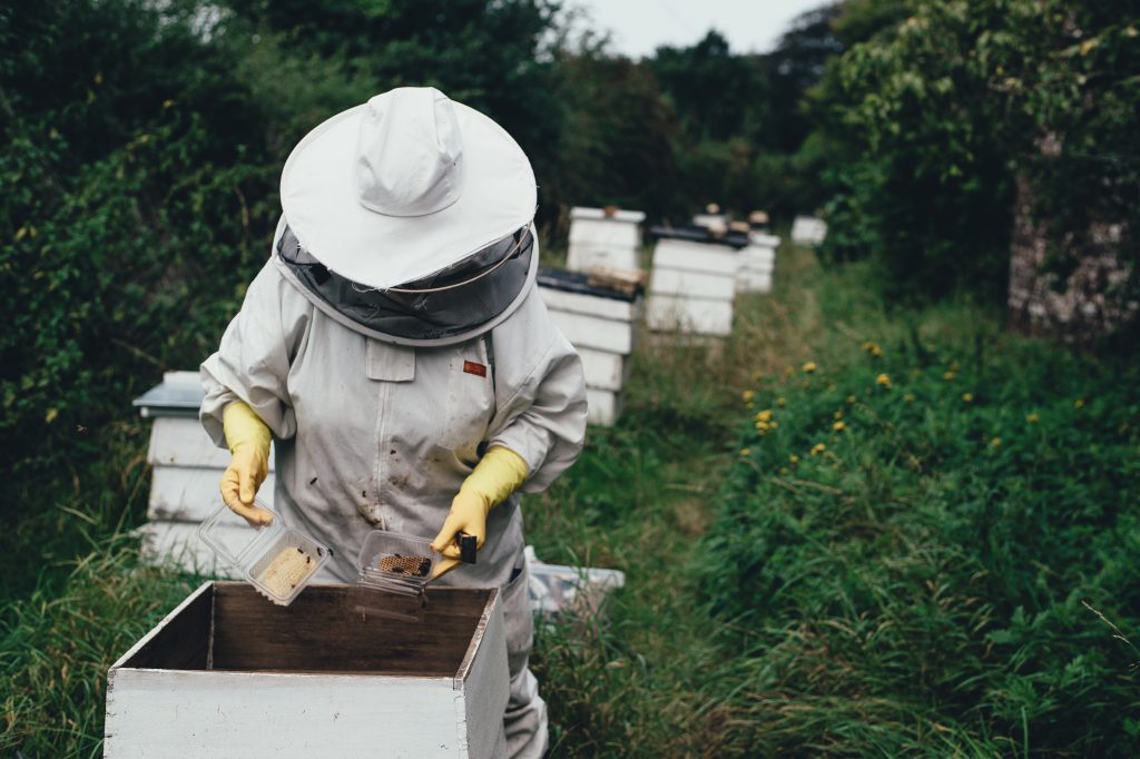 Qu’en est-il réellement de l’avenir des abeilles ?