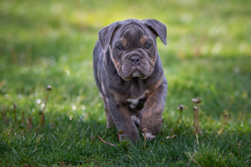 Où acheter un chien de race ?