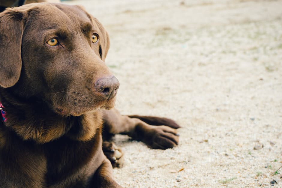 Où acheter un chien de race ?