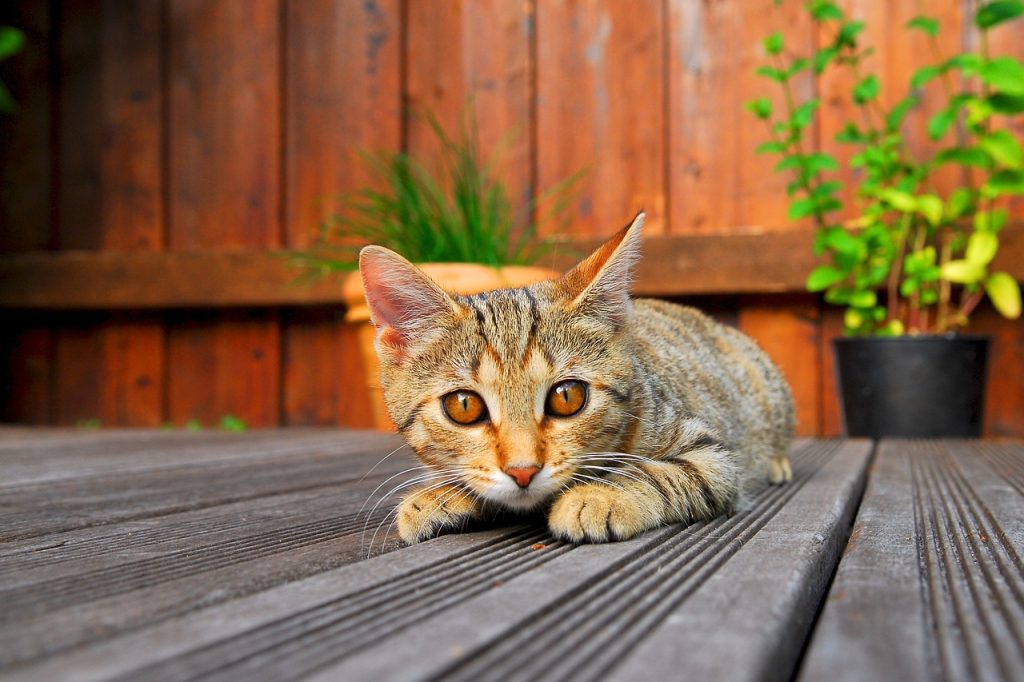 chat lallongé sur une terrasse en bois