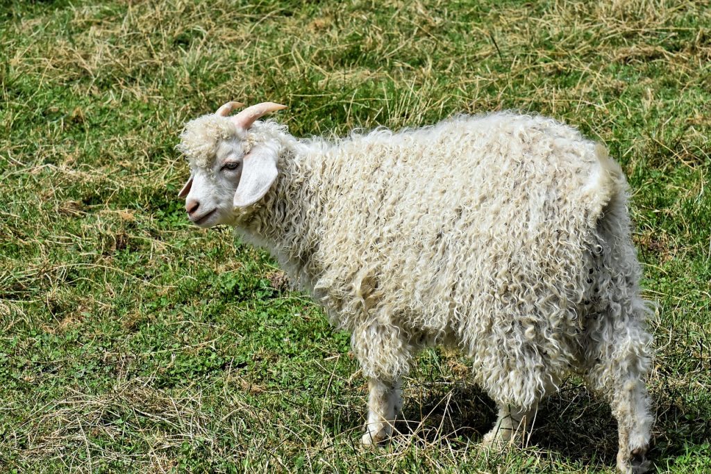 chèvre de la région du Cachemire