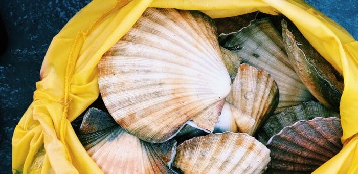 Comment se déroule la pêche à la St-Jacques ?