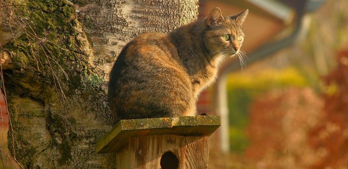 Peut-on avoir des oiseaux et des chats en même temps ?