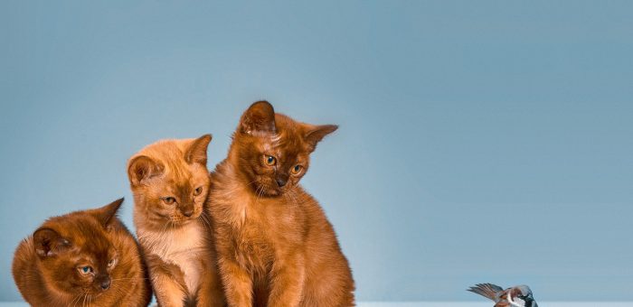 Pourquoi le prix des croquettes a augmenté ?