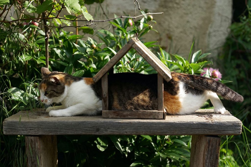 chat et cabane à oiseaux