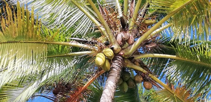 Expatriés : comment suivre les actualités de la Guadeloupe ?