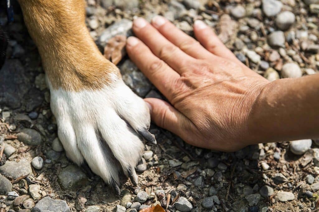 Qui peut bénéficier d’un chien guide ?