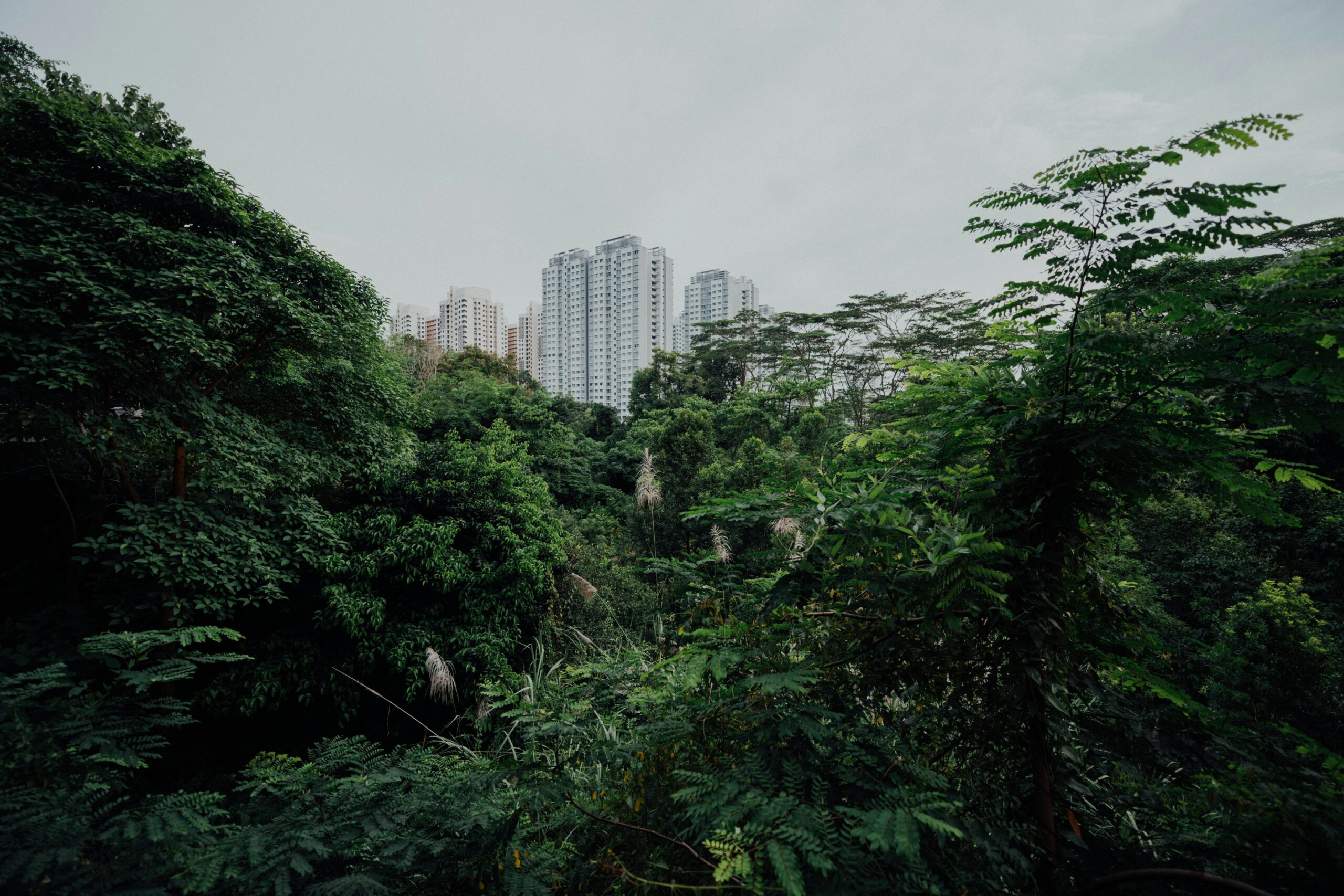 Les micro-forêts urbaines : une solution pour rafraîchir nos villes