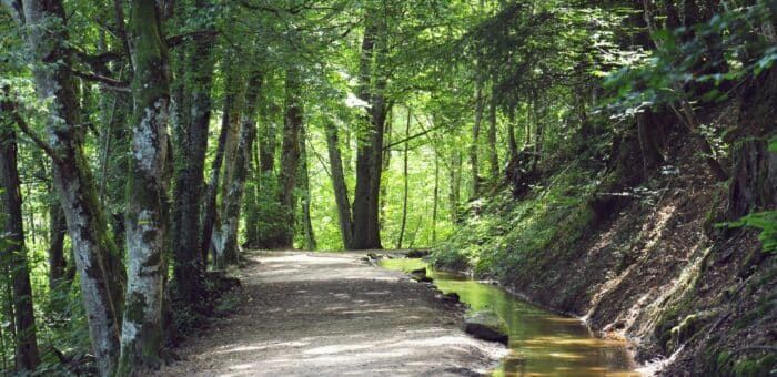 Investir dans les forêts françaises : un placement vert et rentable